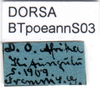 CollectionObject 1501738; cc001971-a056-40a5-aa72-e9cdfff9c367, DORSA BTpoeannS03: labels. (CollectionObject).