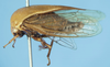 Habitus, lateral view on Darnoides punctellus Stål, 1870 now Darnoides limbata Fairmaire, 1847: (Observation).