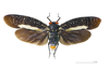 Habitus, dorsal view: !! display not done !! on Lystra lanata (Linnaeus, 1758): Lystra lanata MHNT. Locality : Piste Isnard, Saint-Laurent-du-Maroni, French Guiana. (Observation).