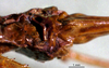 CollectionObject 1503225; MBBJ 3224802, 6d78c3ac-15e9-4c95-a63b-bedf9a66307f: female subgenital plate. (CollectionObject).