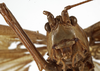 CollectionObject 1529738; c0aec8bb-e67a-4613-be72-98b0157f5cfc: male, frontal view (holotype). (CollectionObject).