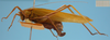CollectionObject 1542719; DEES MZLQ-I0086, 7c887820-ee1a-46a1-b6c2-7a6f3bcf6373: female lateral view (holotype). (CollectionObject).