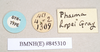 CollectionObject 1560484; f6603ba9-6a6d-4e43-8072-c0f24cf37d24: copyright Natural History Museum, London. female, data labels (paralectotype). (CollectionObject).