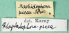 CollectionObject 1580542; eb80846c-65a2-4255-9561-3e6203de6e68: labels (Rhaphidophora picea). (CollectionObject).