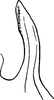 Aedeagus, lateral view on Arboridia (Arboridia) defecta (Dlabola, 1957): Aedeagus, lateral view. (Observation).