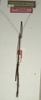 CollectionObject 1557368; NMW 652, 610c4863-a7c1-4fa4-b4b5-60e0eb4cdb78: copyright NMW, Vienna. male Dyme mutica (holotype). (CollectionObject).