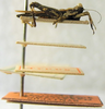 CollectionObject 1585624; c0fad0e6-7080-4850-8668-6d61af1da0c6: male, lateral view (syntype). (CollectionObject).