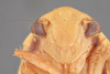 Head: !! display not done !! on Ponana (Ponana) citrina (Spångberg, 1878): (Observation).
