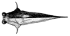 Tumbrinckitettix impennis (Günther, 1939): Fig. 130. female, head and pronotum, dorsal view (shoulder width 2.9 mm). (Otu).