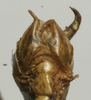 CollectionObject 1535165; e9d5f4f4-cb4f-4f1a-bbb3-9acfb3d67e5d: male abdomen tip, ventral view (lectotype). (CollectionObject).