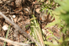 FieldOccurrence 2994; 5a8619c8-7514-4778-a228-f473826a7569; Argentina: San Luis: Chacabuco
S of Villa del Carmen, 2026/03/03: (FieldOccurrence).