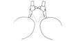 Acridocryptus pusillus Descamps, 1976: Fig. 10. female, head, dorsal view. (Otu).