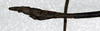 CollectionObject 1561756; 87d264aa-f8a9-4b79-a1ce-da14ec59e867: copyright NMW, Vienna. male: end of abdomen, lateral view (syntype). (CollectionObject).;CollectionObject 1561757; fdc7cb66-eaee-4bf4-8ad1-790ac0b88530: copyright NMW, Vienna. male: end of abdomen, lateral view (syntype). (CollectionObject).;CollectionObject 1561758; d2b399de-d4f8-40d6-8164-fd3d8cc60fe7: copyright NMW, Vienna. male: end of abdomen, lateral view (syntype). (CollectionObject).