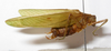 CollectionObject 1476144; 7f1c841b-e43b-4a4a-8528-5065deb643d9: male, lateral view (holotype). (CollectionObject).
