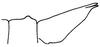 female subgenital plate, lateral view (Eupholidoptera karatolosi). Depicts Eupholidoptera megastyla (Ramme, 1939), an Otu.