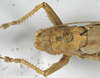 CollectionObject 1539600; d5aad2e0-fbf0-4e8d-b2c6-0455accae3a6: female pronotum, dorsal view (holotype). (CollectionObject).