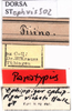CollectionObject 1530804; a443bcf5-cdcf-48d8-a1f4-0ddc1bf7e9dc: labels (paratype of Ephippiger vicheti). (CollectionObject).