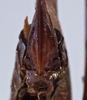 CollectionObject 1534721; 749d7da9-5053-4fe6-beab-5221844bc758: female subgenital plate (allotype). (CollectionObject).