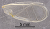 CollectionObject 1523106; a7a07e91-5075-40be-bd91-a820baa3de3e: Male, forewing (holotype). (CollectionObject).