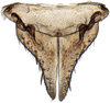 Subgenital plate: Glossocratus afzelii, subgenital plates and valve, ventrally (INHS). (Observation).