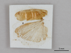 CollectionObject 1863254; f8342bdc-bf43-48a3-b2dc-bb4bac19b0bb: (CollectionObject).