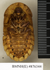CollectionObject 1573039; 361bfb59-28a8-40fa-8ade-13ae184e79bb: Copyright Natural History Museum, London. Non-type (female nymph) in BM(NH). Ventral view. (CollectionObject).