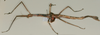 CollectionObject 1563689; 8c317c86-9183-481d-81d1-c2a4d205a587: copyright MMUE. female, lateral view (paratype). (CollectionObject).