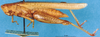 male, lateral view (syntype of Waehneriella paludicola). Depicts CollectionObject 1505225; 02fbf1a4-b63d-434d-a068-ddbfdc236ace, DORSA D002AM01, a CollectionObject.