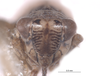 Head on Athysanella (Amphipyga) nielsoni Blocker, 1990: (Observation).