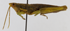 CollectionObject 1523753; ca1e5287-ea60-492d-bb08-876ce51a5269: male, lateral view (holotype). (CollectionObject).