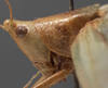 male head and pronotum, lateral view (syntype). Depicts CollectionObject 1505650; 8d562f1c-a227-4884-855b-4030aa32f076, a CollectionObject.