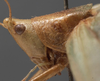 CollectionObject 1505650; 8d562f1c-a227-4884-855b-4030aa32f076: male head and pronotum, lateral view (syntype). (CollectionObject).