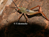 Phymateus (Phymateus) saxosus Coquerel, 1861: nymph (Madagascar). (Otu).