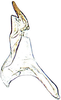 Stylus: !! display not done !! on Cortona minuta Oman, 1938: Stylus, dorsal view. (Observation).
