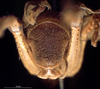 CollectionObject 1520549; ee99283f-83a9-487a-8bb1-7edd17e8ca5c: male, abdominal apex. (CollectionObject).