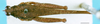 CollectionObject 1505048; 7cf2c0c6-80c2-485a-a582-4ab7749e6481: male, dorsal view (paratype). (CollectionObject).
