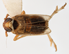 Habitus, dorsal view on Delphacodes nigrinota Beamer, 1951: (Observation).