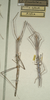 CollectionObject 1558007; NMW 419, e1c7efcb-f156-4ddc-9f0d-b0bc7cb83cd1: copyright NMW, Vienna. female (syntypes). (CollectionObject).