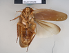CollectionObject 1573268; 7784ae09-0785-4239-a8b3-add6db57fff2: Copyright NHM, London. Male: ventral view, non-type. (CollectionObject).