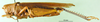 CollectionObject 1501218; 5771afc0-fc59-4e93-84a5-2a01b8b0f463: female, lateral view (lectotype). (CollectionObject).