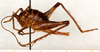 CollectionObject 1499656; 738615ea-edca-4ae4-a14b-e04decf853a9: female, lateral view (allotype). (CollectionObject).