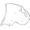 Pygofer, lateral view on Arboridia (Arboridia) magna Song, Li & Dietrich, 2016: Pygofer, lateral view. (Observation).