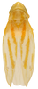 Habitus, dorsal view on Erythridula spearca (Johnson & Auten, 1936): Habitus (holotype, OSU collection). (Observation).