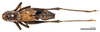 CollectionObject 1575344; 0900aada-77ce-488b-9568-2b73bbd56bd0: male, dorsal view (syntype). (CollectionObject).