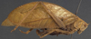 CollectionObject 1505872; d9d71b26-e0a5-4cb7-9801-0a25d4c02232: female, lateral view (holotype). (CollectionObject).