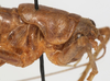 CollectionObject 1527100; 9b735199-1a54-499f-8922-f95ac121fe50: male pronotum lateral (holotype). (CollectionObject).