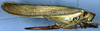 Moncheca pretiosa Walker, 1869: female, lateral view (Costa Rica, Puntarenas, Osa Pen., Fila Guerra). (Otu).