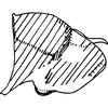 Pygofer, lateral view on Anufrievia cervena Dworakowska, 1977: Pygofer, lateral view. (Observation).