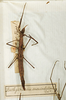 CollectionObject 1557464; 23daddfb-e164-4410-b3d2-80b5fc17d104: copyright MNHN, Paris. female (syntype). (CollectionObject).