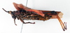 CollectionObject 1573937; e450c806-47e7-459e-aede-686a6f93d811: male, lateral view (paralectotype of Taphronota calliparea immaculata). (CollectionObject).